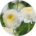 Muriel P. profile picture